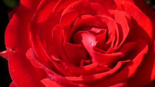 Bloom red popular