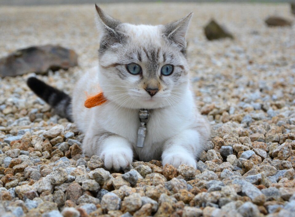 Domestic animal young cat feline