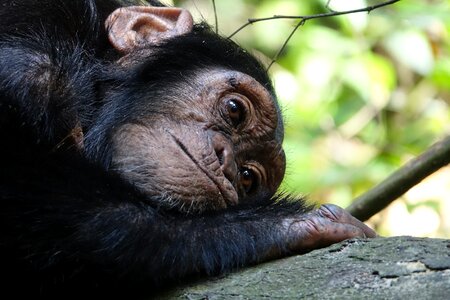 Animal wildlife chimpanzee photo