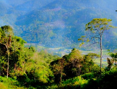 The vast forest coverage in Aceh. (18440224222) photo