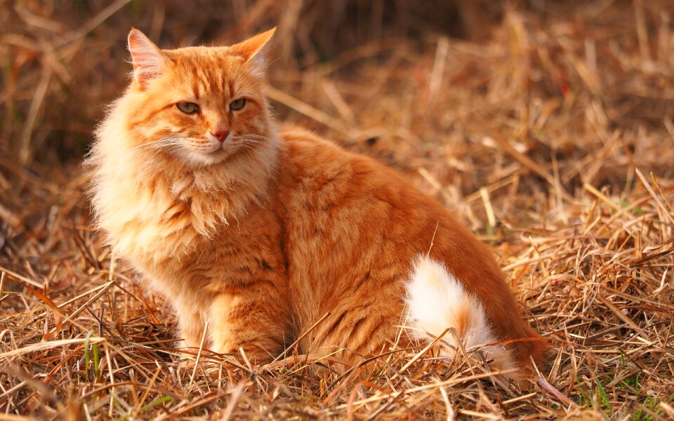 Cat nature feline