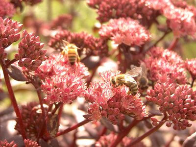 Pink garden bees photo