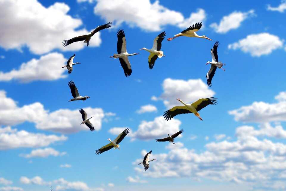 Storks love flying