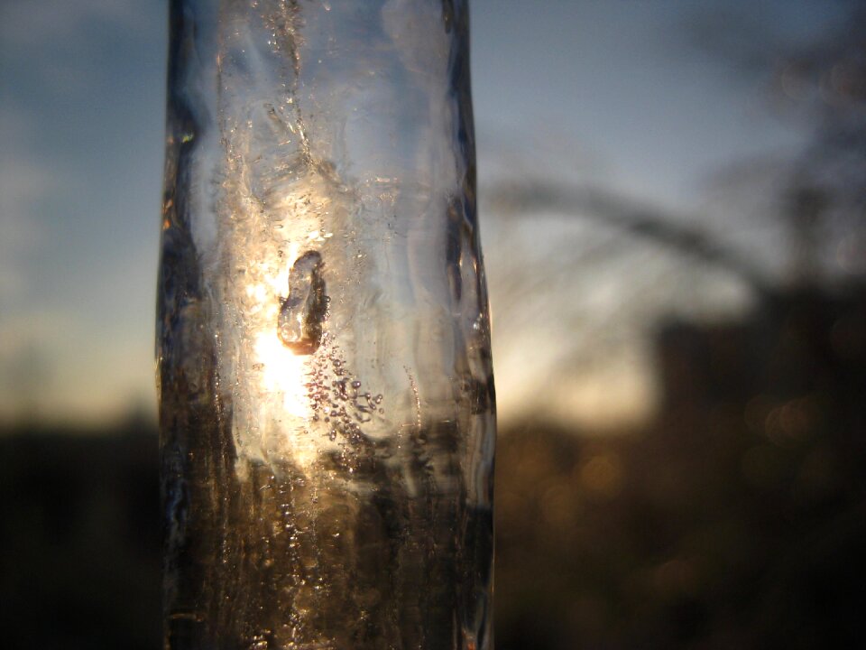 Branch ice winter sun