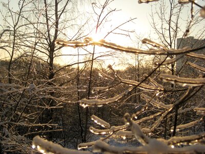 Branch ice winter sun photo