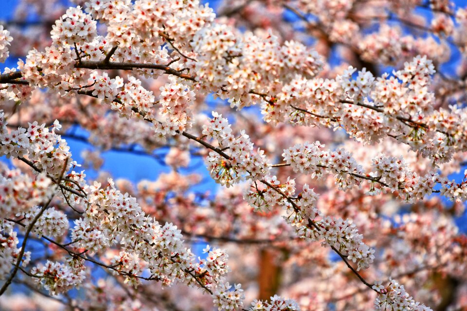 Sakura japanese spring bloom