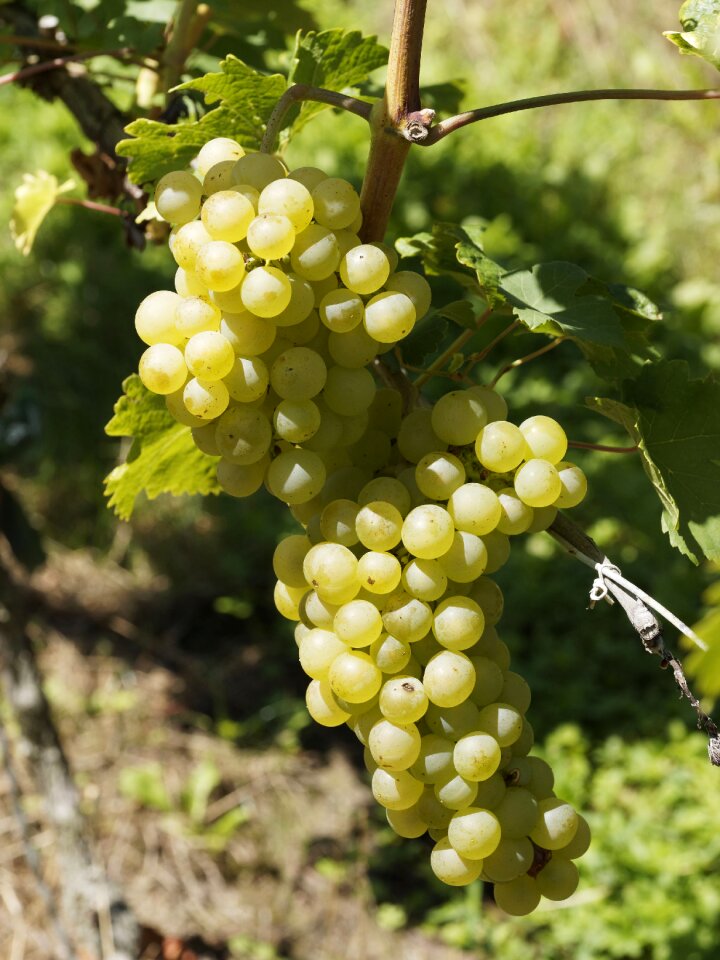 Grape burgundy nature