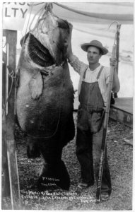 The world's record black sea bass caught by John I. Perkins, Catalina Island, July 3, 1905 LCCN2003671107