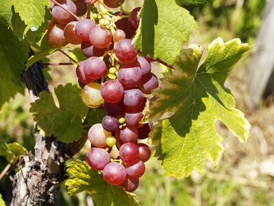 Grape burgundy nature