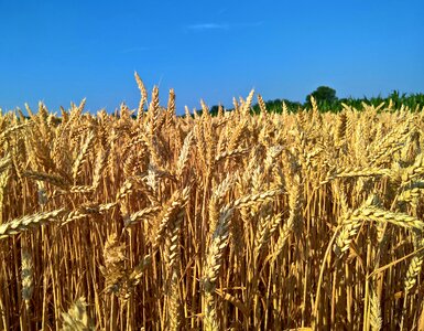 Wheat crop straw photo