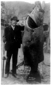 The world's record black sea bass caught with hickory rod by L.G. Murphy at Catalina Island, July 16, 1905. Wt. 436 lbs. LCCN2002718090
