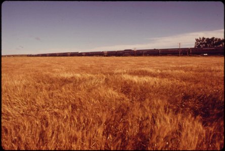 The-southwest-limited-passes-ripening-wheat-fields-near-dodge-city-kansas-june-1974 7158215912 o