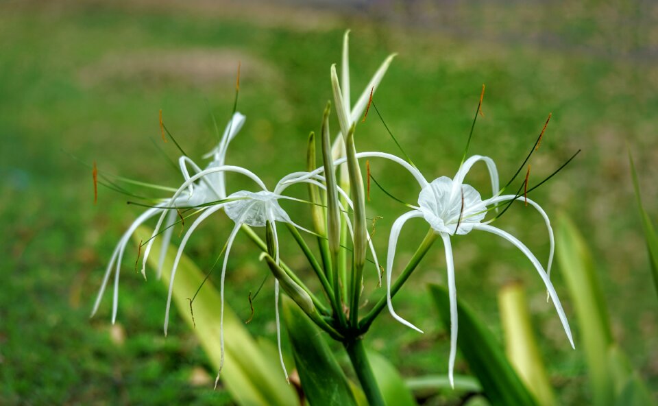 Delicate nature flora