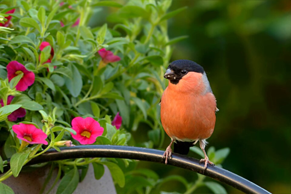 Males foraging garden