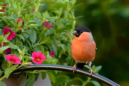 Males foraging garden