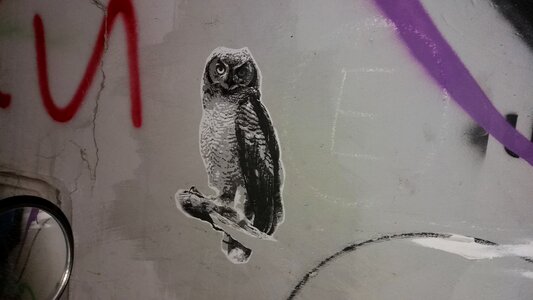 Graffiti vandal animal