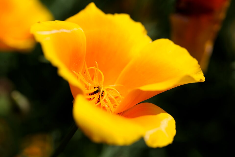 Leaf garden petal
