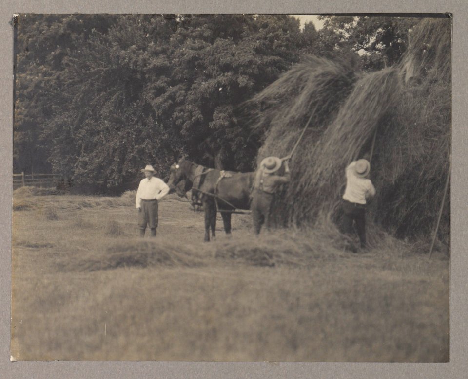 Theodore Roosevelt haying LCCN2013651255