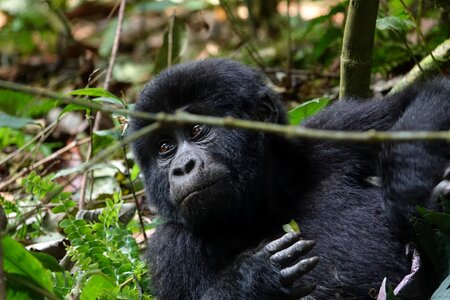 Ape mammal gorilla photo