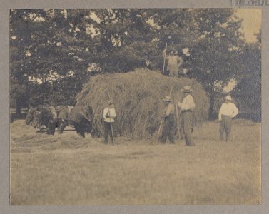 Theodore Roosevelt haying LCCN2013651256