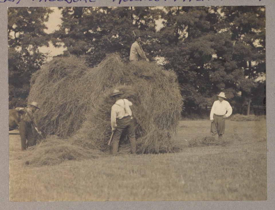 Theodore Roosevelt haying LCCN2013651254