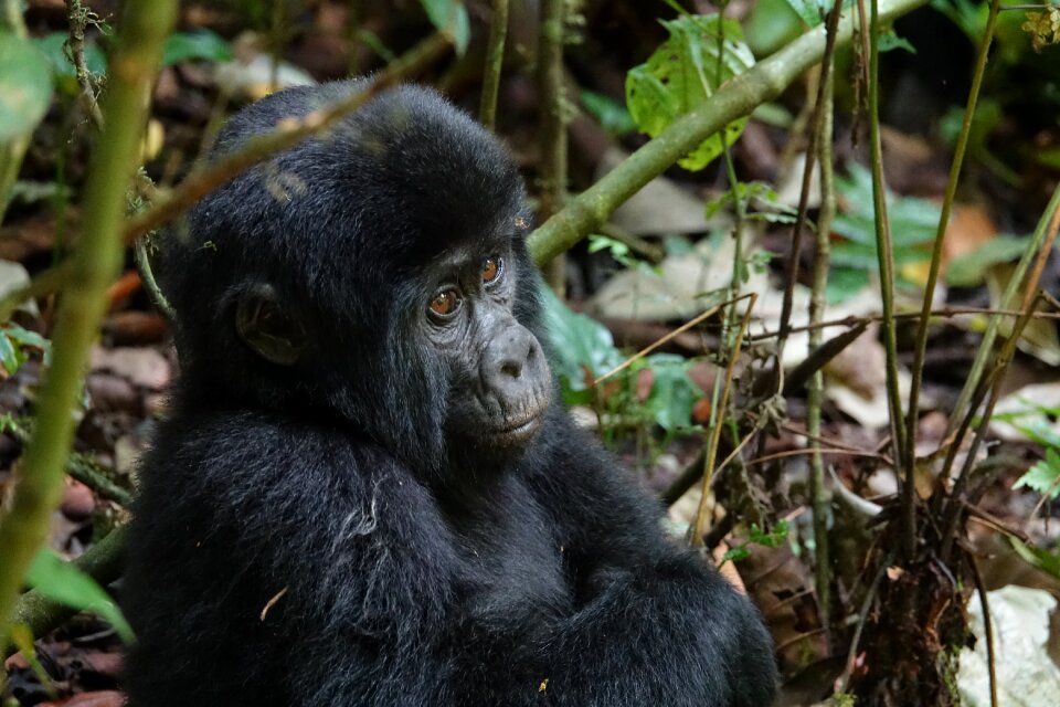 Wood nature gorilla