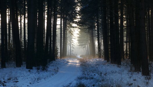 Wood winter mist photo