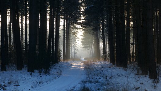 Wood winter mist