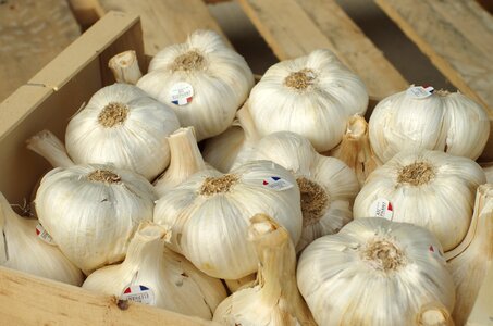 Harvest agriculture garlic grown