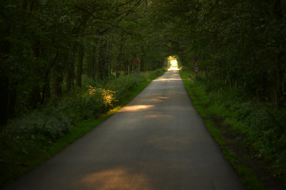 Landscape nature lane