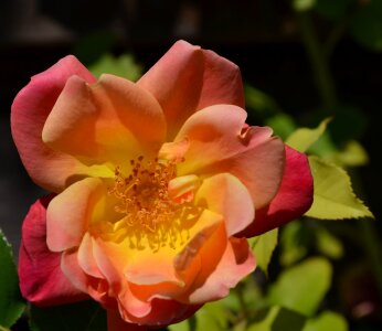 Nature petal rose photo