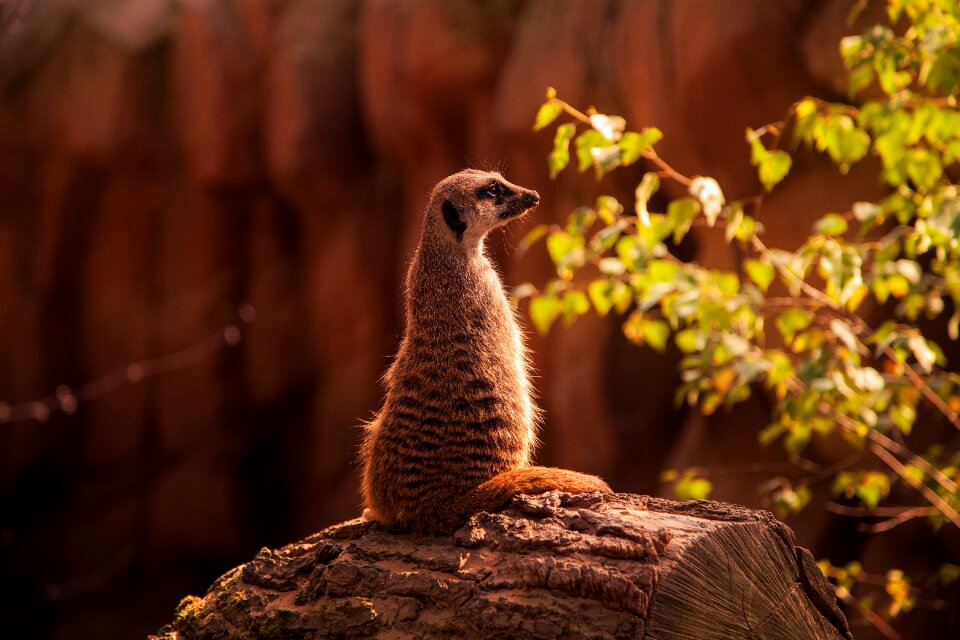 Cute animal predator