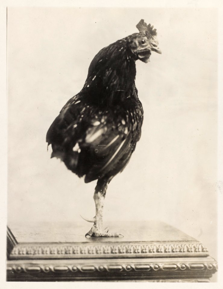 Theodore Roosevelt's pet one-legged rooster LCCN2010645533