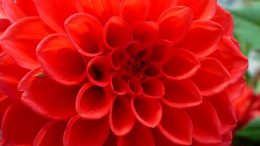 Blossom bloom red
