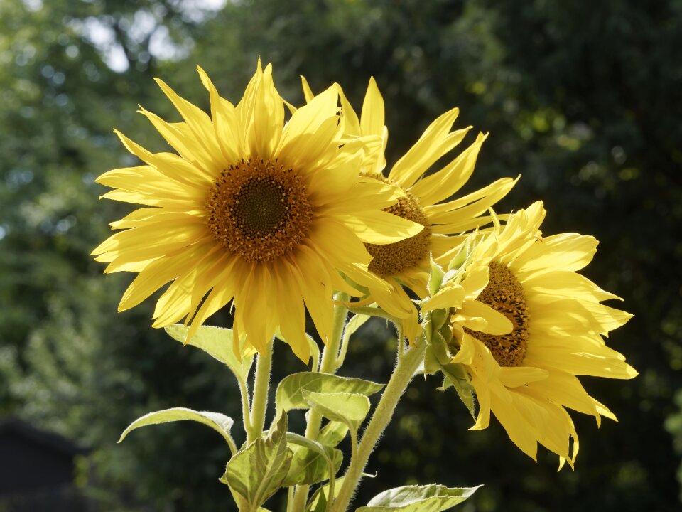 Nature big flower sun
