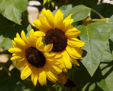 Nature big flower sun