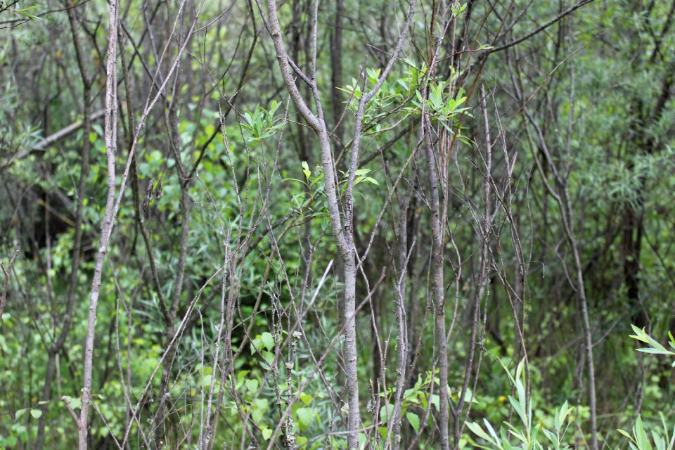 Nature trees young