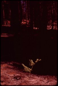 Thirty-days-after-fire-in-the-section-of-the-burn-area-known-as-granite-creek-a-bracken-fern-has-sprouted-and-grown-to-a-height-of-nearly-two-feet-nature-is-already-beginning-to-rebuild-the-forest-september-1973 7153068649 o