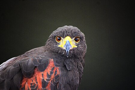 Eagle bird nature