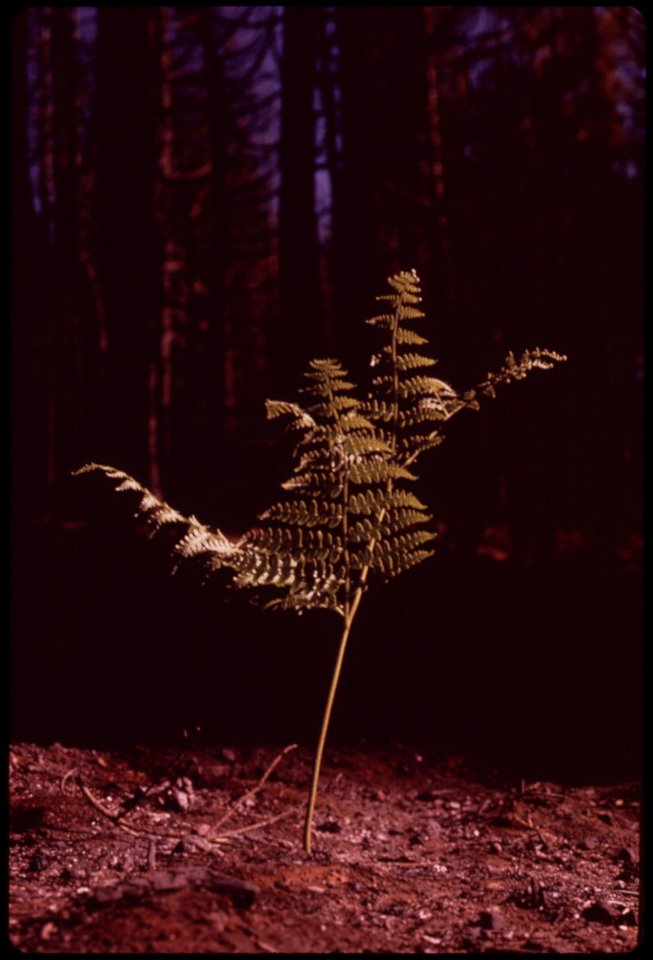 Thirty-days-after-fire-in-the-section-of-the-burn-area-known-as-granite-creek-a-bracken-fern-has-sprouted-and-grown-to-a-height-of-nearly-two-feet-nature-is-already-beginning-to-rebuild-the-forest-september-1973 7006978836 o