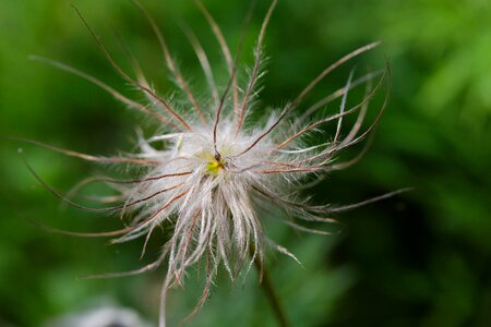 Grass flower bright