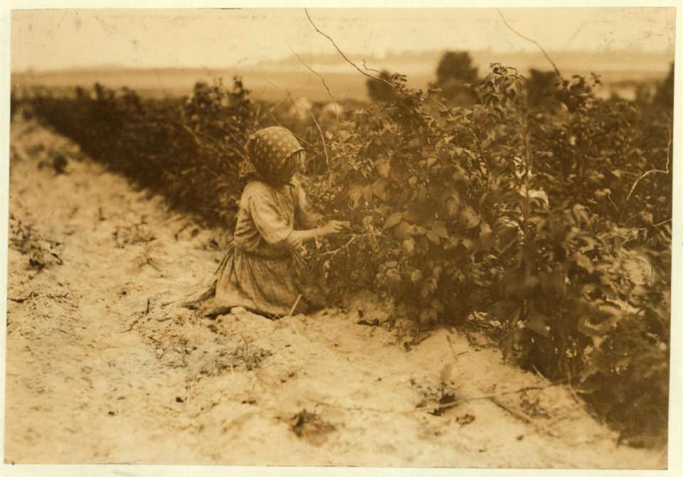 This little six-year helper in Rock Creek berry field, near Baltimore, Md., was working hard. They begin about 4-30 A.M. and sometimes work until sunset. Her family (Scholtz) has been LOC nclc.00021
