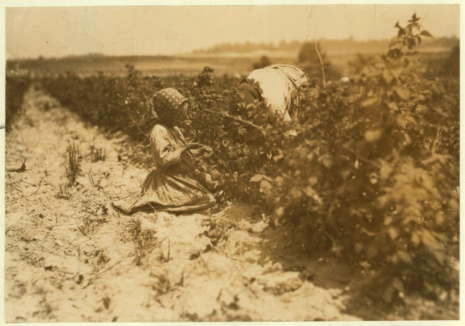 This little six-year helper in Rock Creek berry field, near Baltimore, Md., was working hard. They begin about 4-30 A.M. and sometimes work until sunset. Her family (Scholtz) has been LOC nclc.00020
