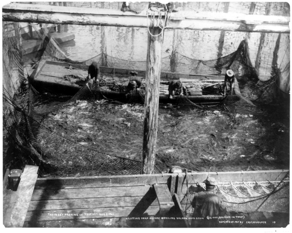 Thlinget Packing Co. trap no. 7, Aug. 2, 1907- Lifting trap before brailing salmon onto scow (36,000 salmon in trap) LCCN2003663719
