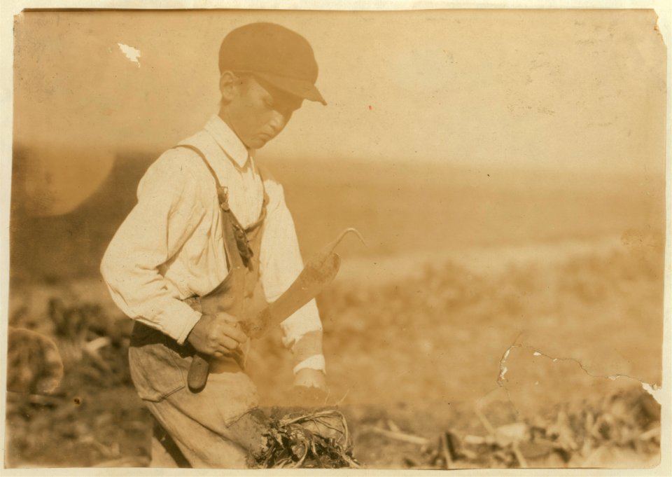 This shows a typical beet-topping knife, with the dangerous hook on the end that is used to pick up the beet. This is the ten-year-old Walker boy, (see label 4018) belonging to a well-to-do LOC nclc.00356