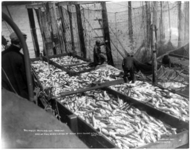 Thlinget Packing Co. trap no. 7, Aug. 2, 1907- One of two scow-loads of 18,000 (salmon) each caught in trap LCCN2003663718
