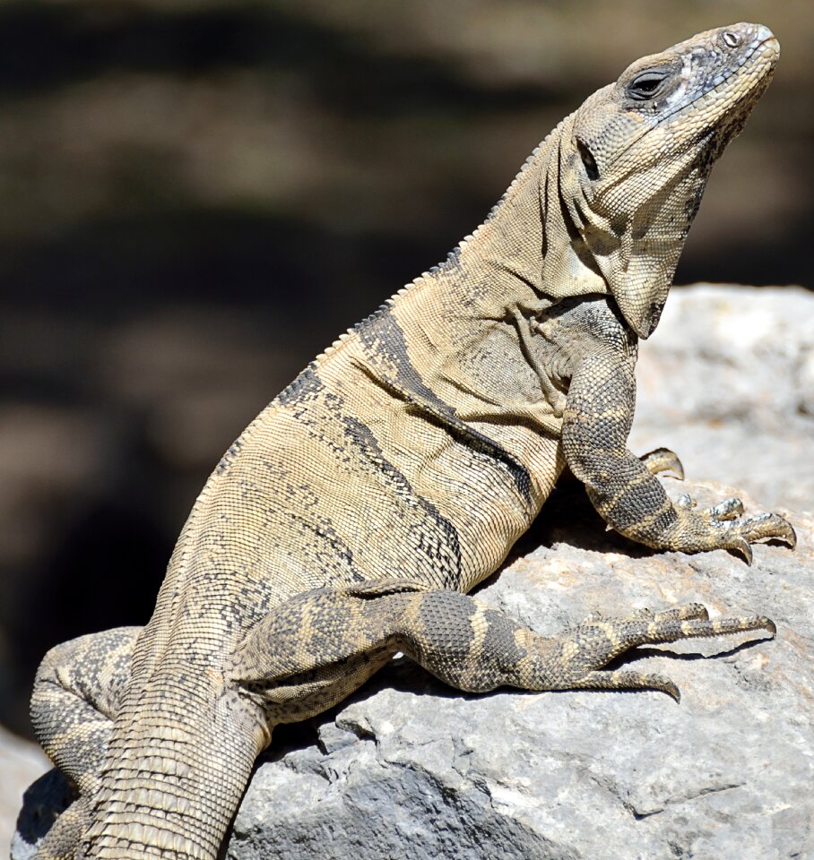 Reptile lizard nature
