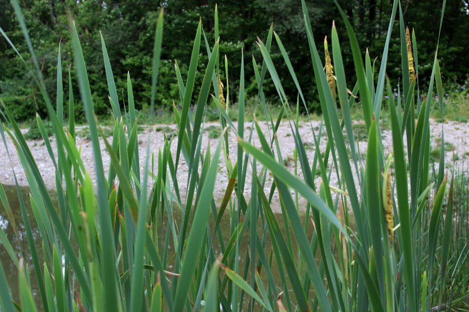 Water plant nature