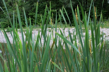 Water plant nature
