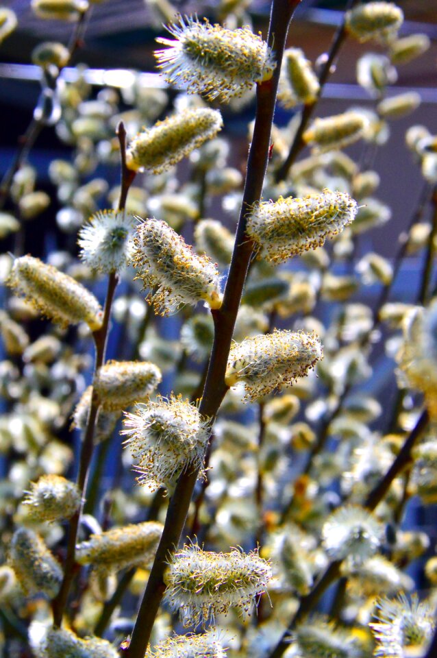 Flower season blooming